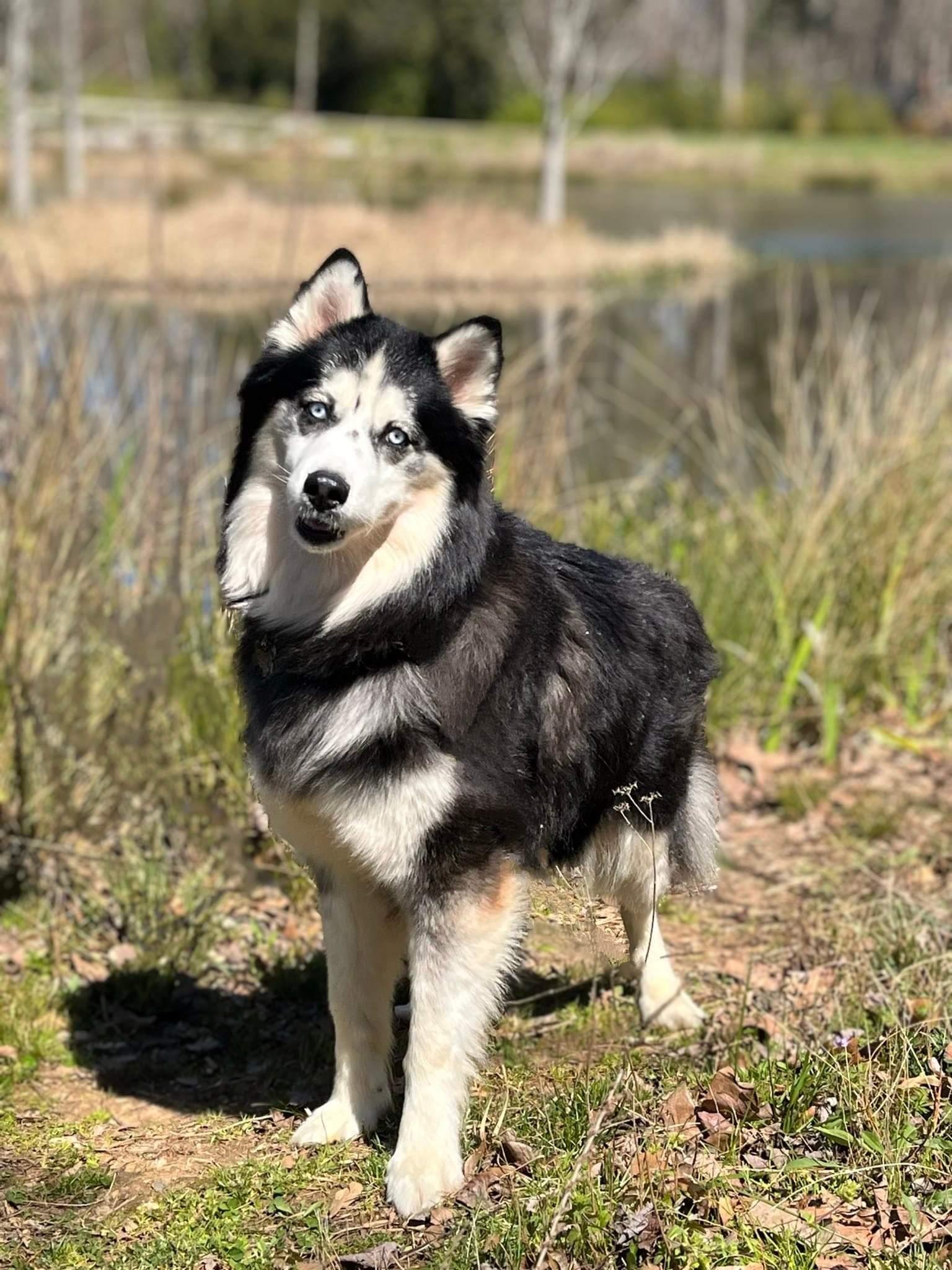 Enlarge Kino, a Adoptable Siberian Husky in Holly Springs, NC image 3/3