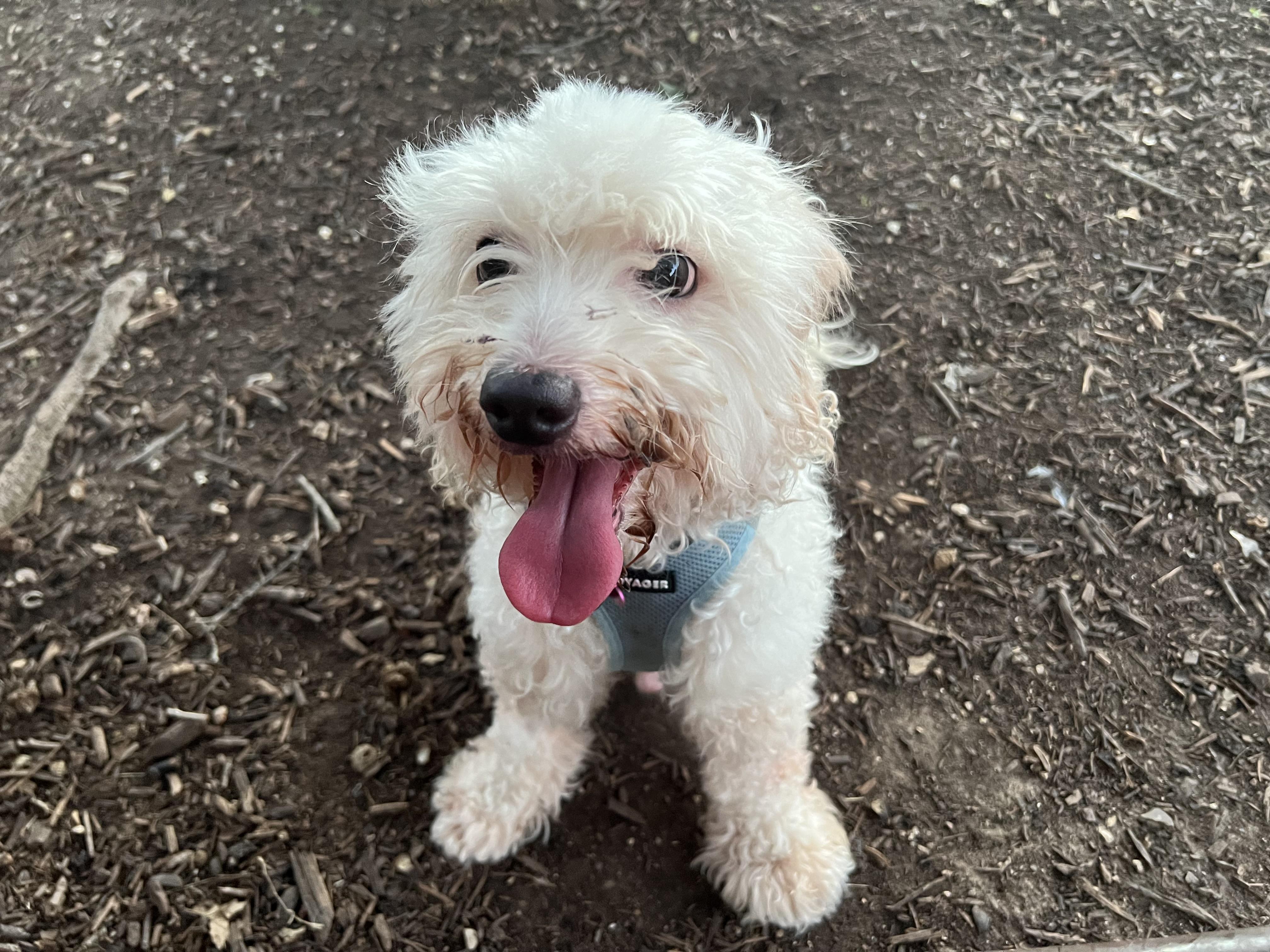 Enlarge Harley, a Adoptable mixed breed in Austin, TX image 1/3