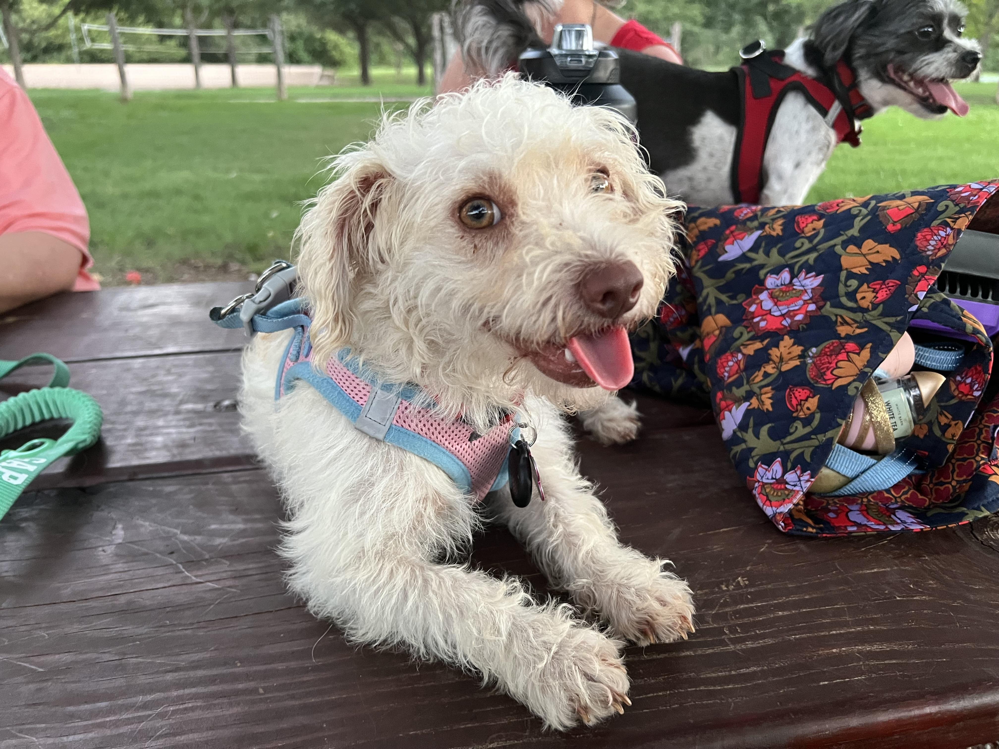 Harley, Adoptable, Adult Female Miniature Poodle.