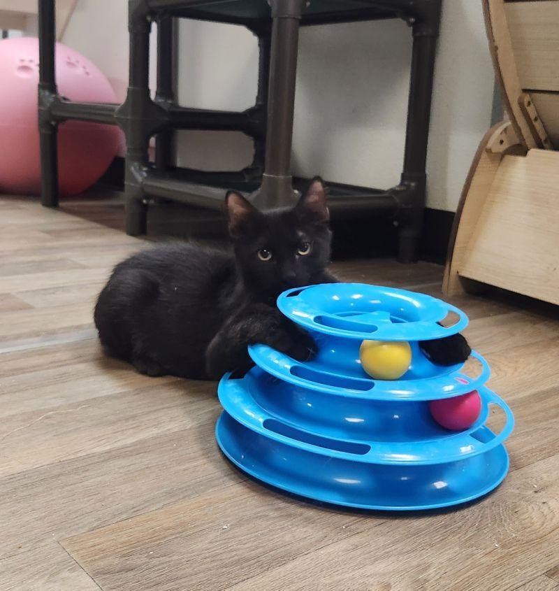 Kitten 27955 (Buzz), Adoptable, Young Male Domestic Short Hair.