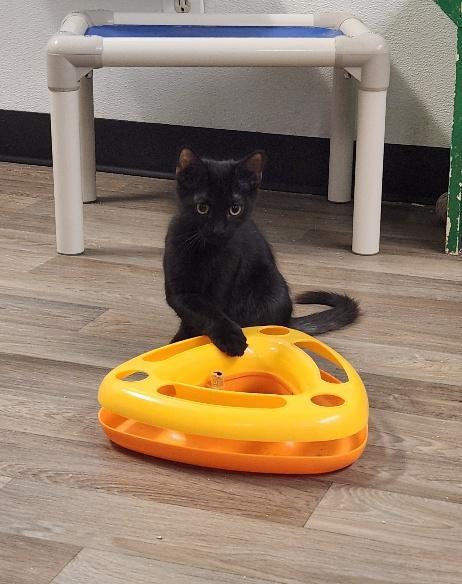 Enlarge Kitten 27955 (Buzz), a Adoptable Domestic Short Hair in Parlier, CA image 2/5