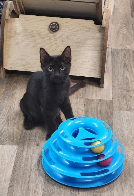 Enlarge Kitten 27955 (Buzz), a Adoptable Domestic Short Hair in Parlier, CA image 3/5