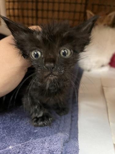 Enlarge Kitten 27955 (Buzz), a Adoptable Domestic Short Hair in Parlier, CA image 5/5