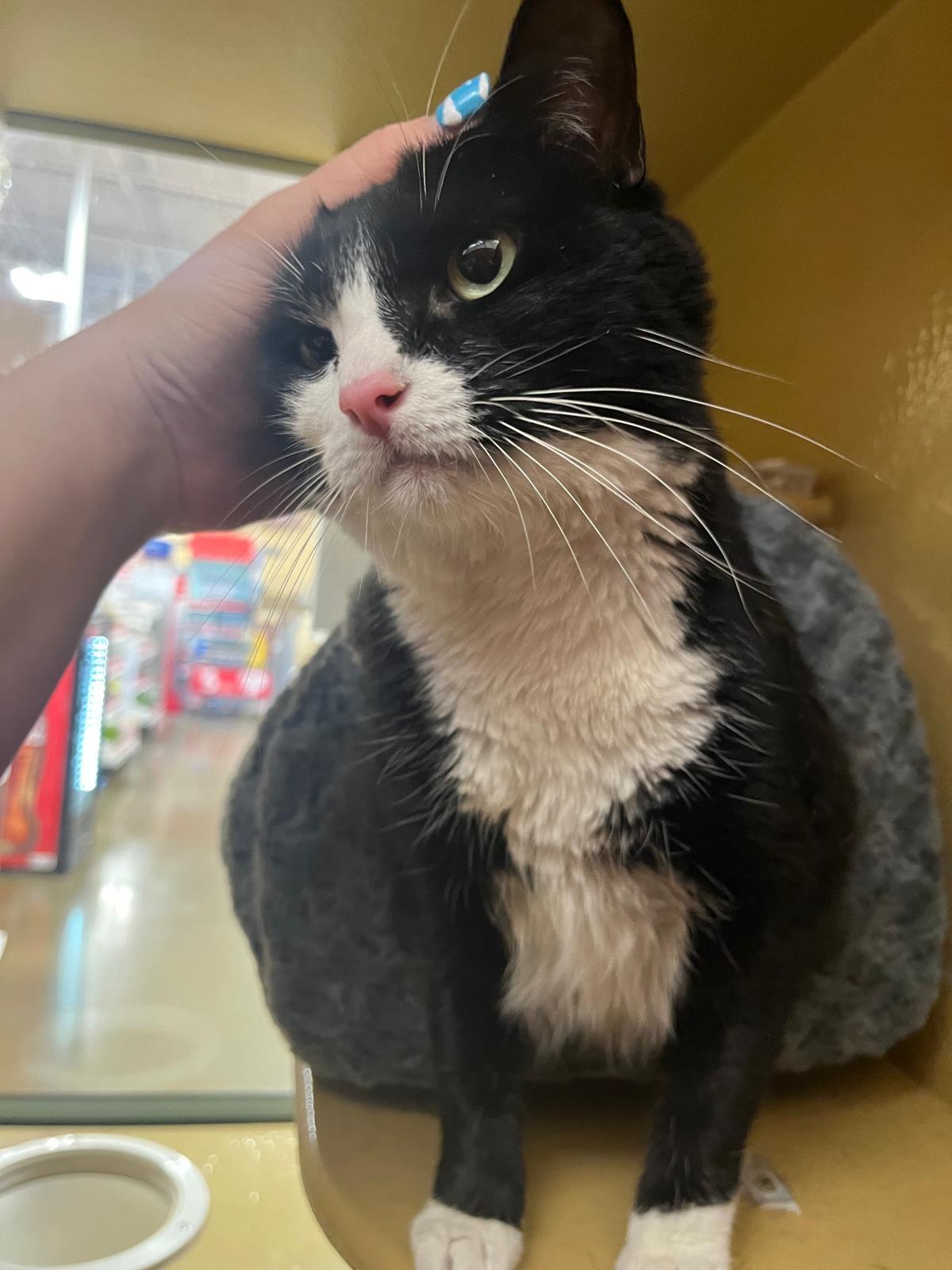 Ruby, a Adoptable mixed breed in Hurricane, UT image 1/4