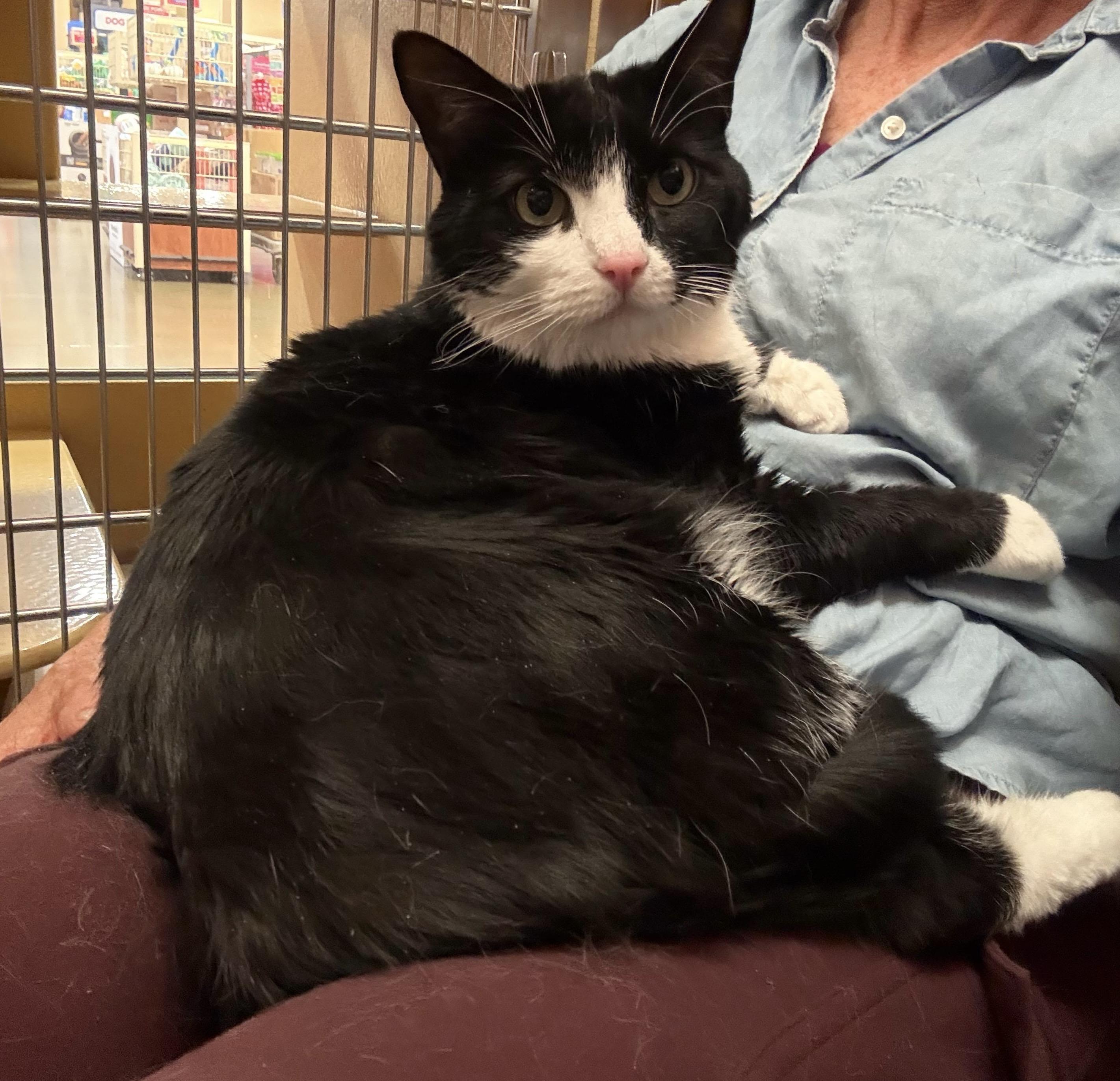 Ruby, a Adoptable mixed breed in Hurricane, UT image 2/4