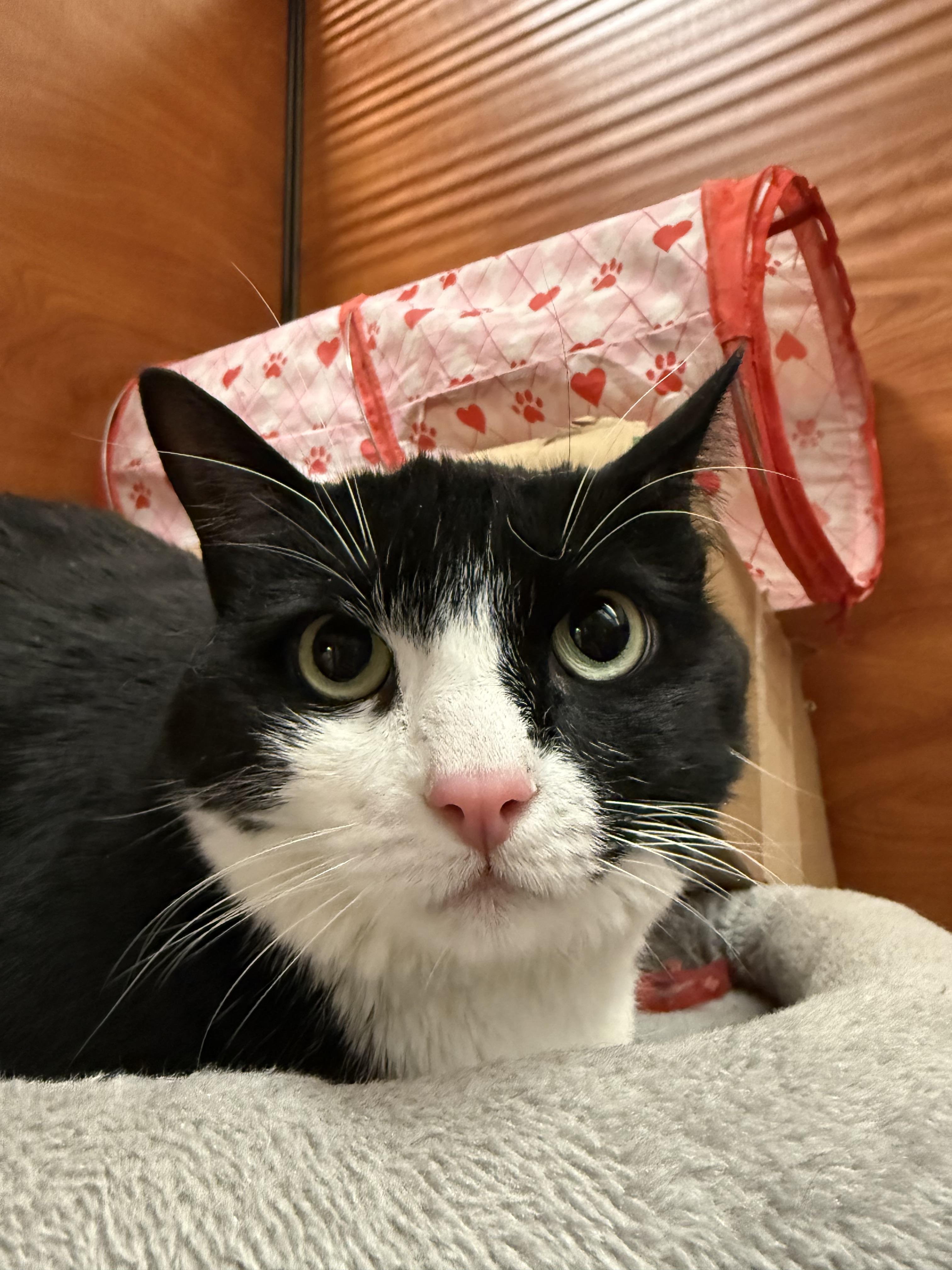 Ruby, a Adoptable mixed breed in Hurricane, UT image 3/4