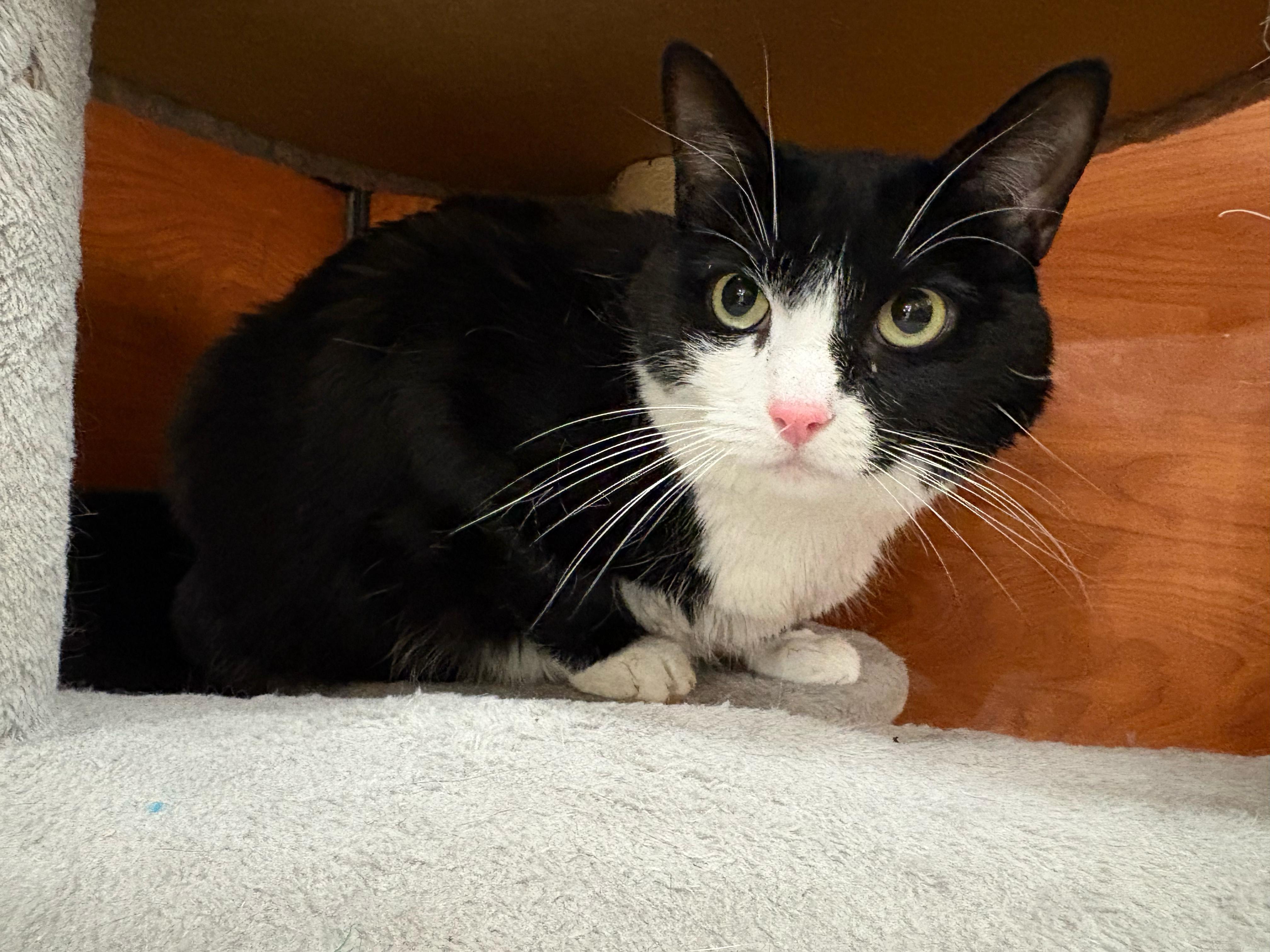 Ruby, a Adoptable mixed breed in Hurricane, UT image 4/4