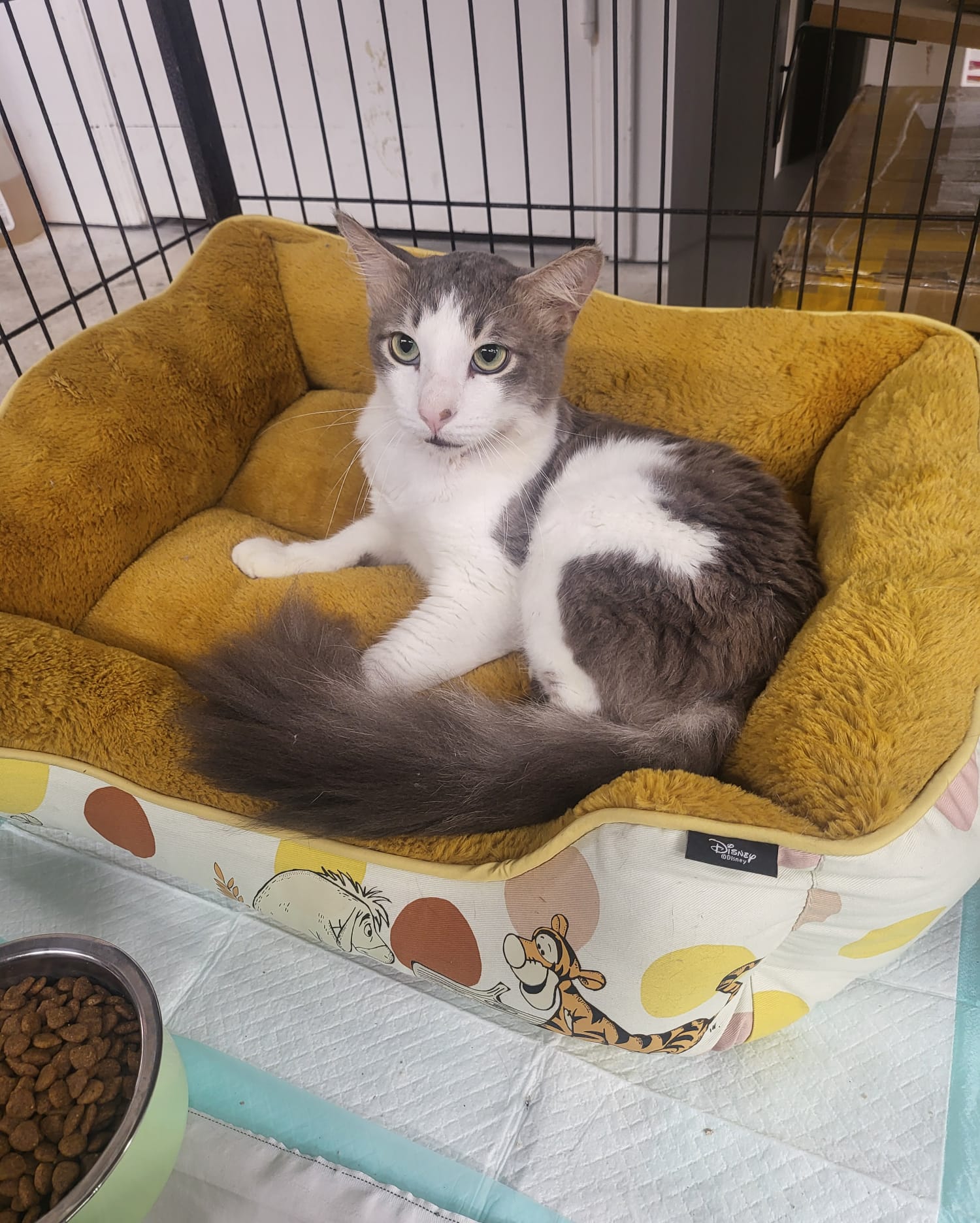 Julius, a Adopted American Shorthair in Miami, FL image 4/6