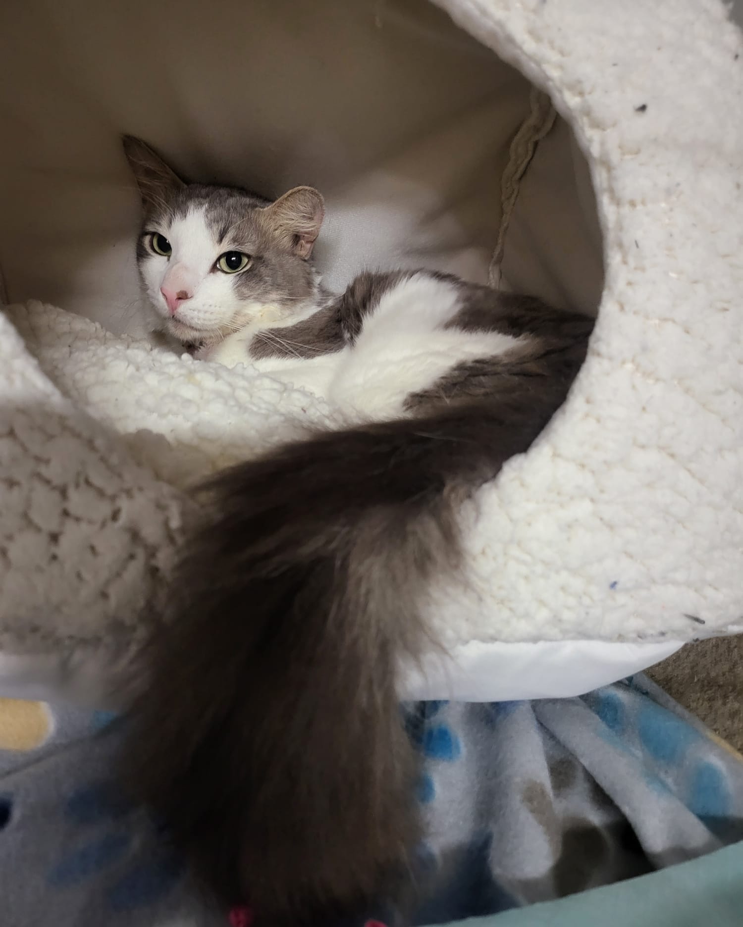 Julius, a Adopted American Shorthair in Miami, FL image 3/6