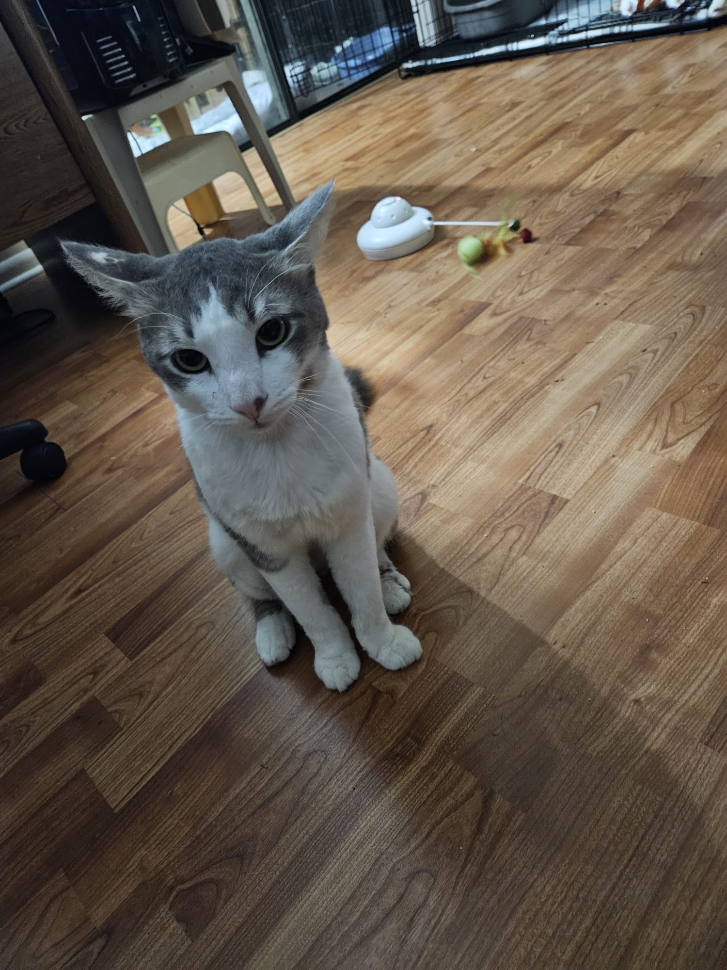 Julius, a Adopted American Shorthair in Miami, FL image 5/6