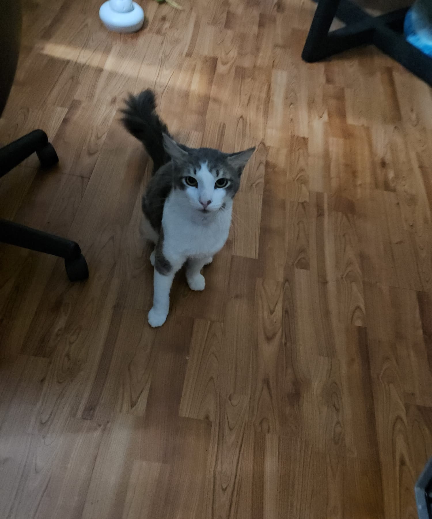 Julius, a Adopted American Shorthair in Miami, FL image 6/6