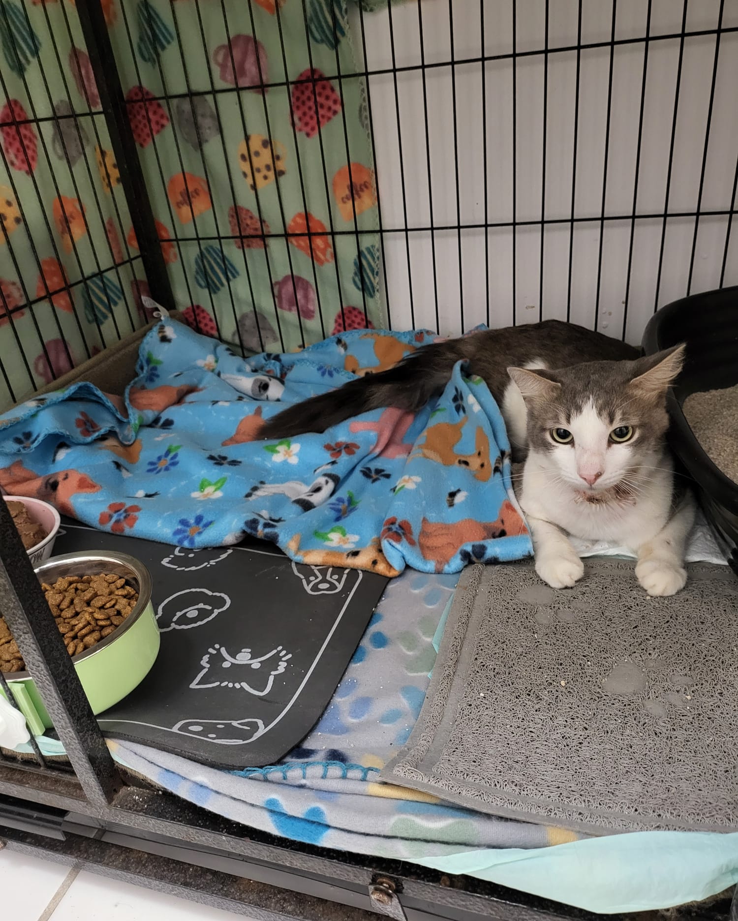 Julius, Adopted, Young Male American Shorthair.