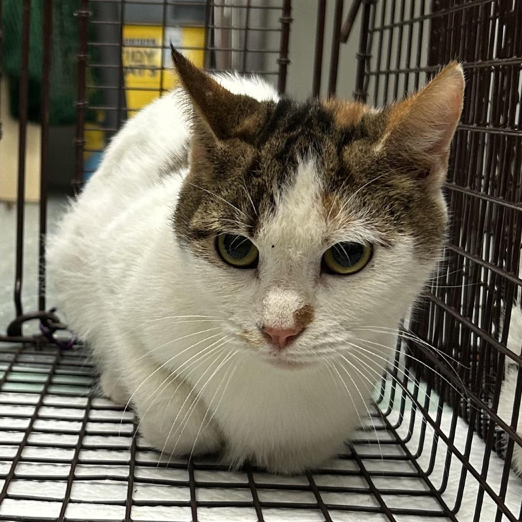 Enlarge London, a Adoptable Domestic Short Hair in Bronson, FL image 1/1