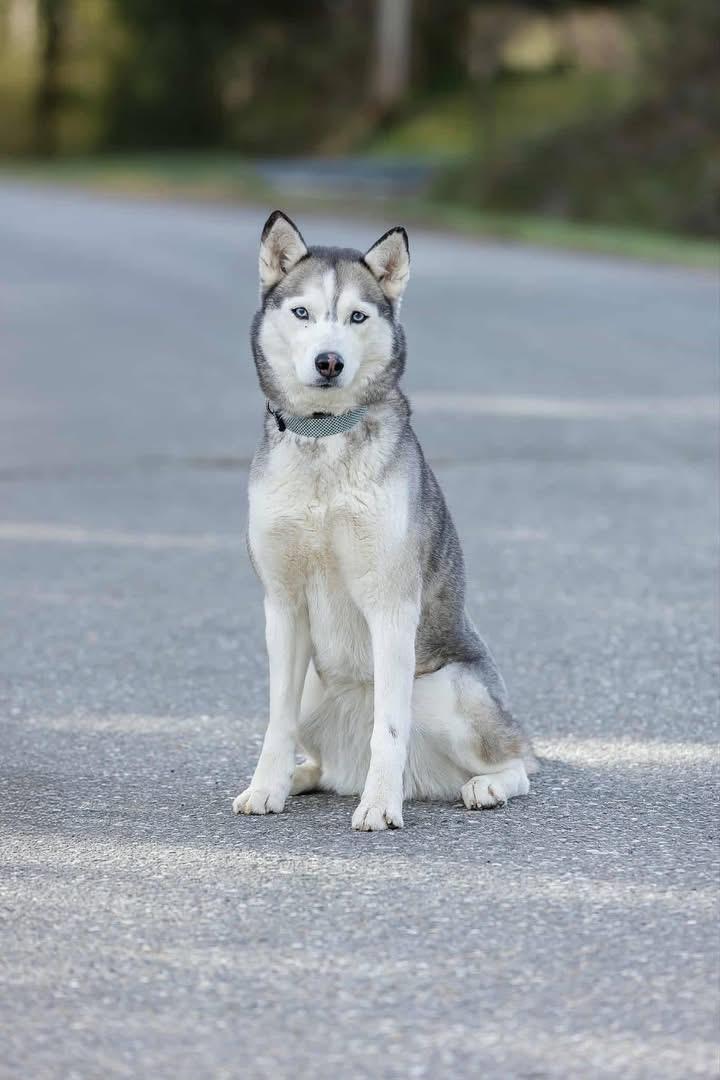 Enlarge Suki, a ADOPTABLE Siberian Husky in Langley, BC image 5/5