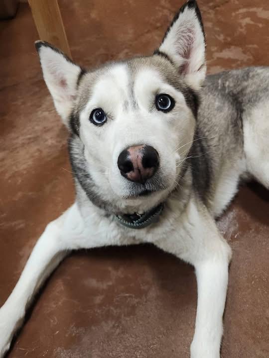 Enlarge Suki, a ADOPTABLE Siberian Husky in Langley, BC image 3/5