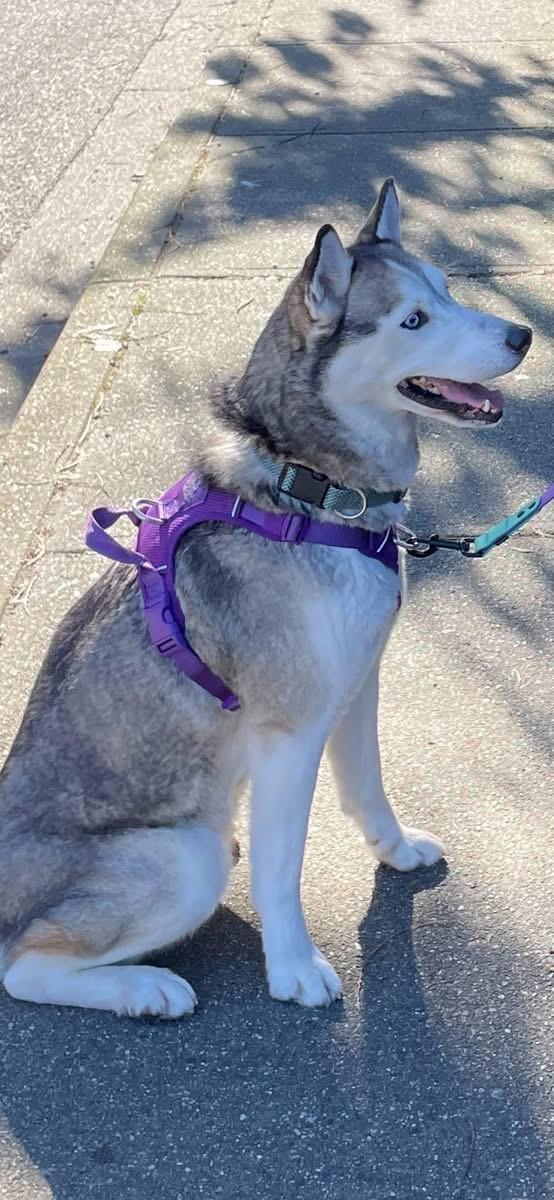 Enlarge Suki, a ADOPTABLE Siberian Husky in Langley, BC image 4/5