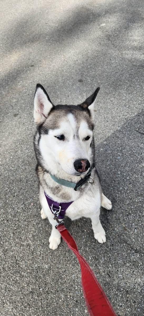 Enlarge Suki, a ADOPTABLE Siberian Husky in Langley, BC image 2/5