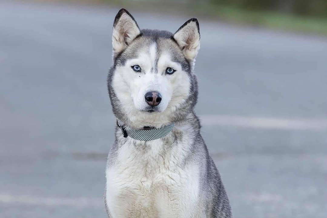 Suki, ADOPTABLE, Adult Female Siberian Husky.