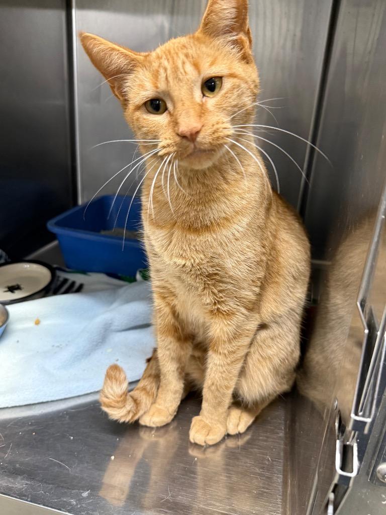 Stewie, Adoptable, Adult Female Domestic Short Hair.