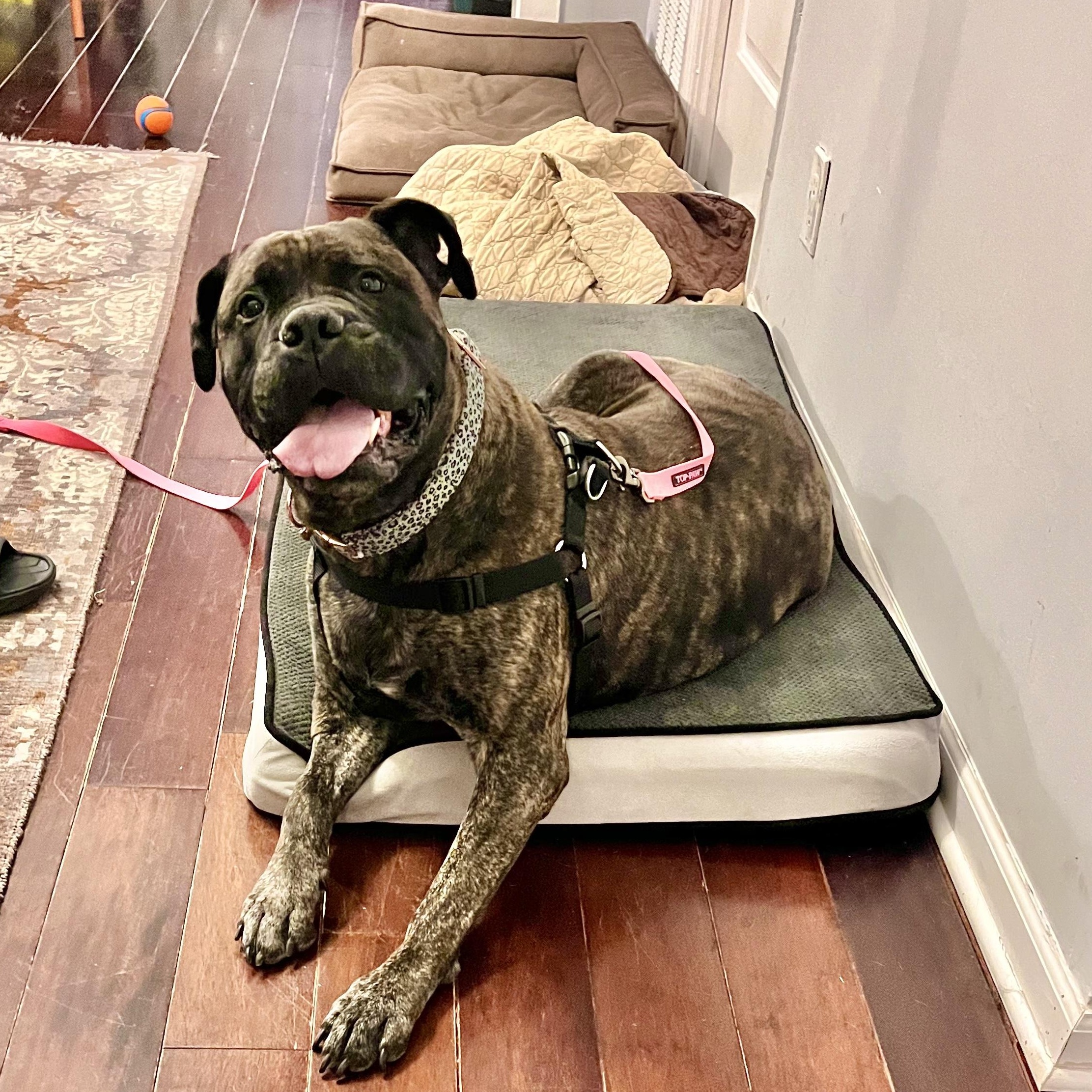 Eve, ADOPTABLE, Adult Female Bullmastiff.