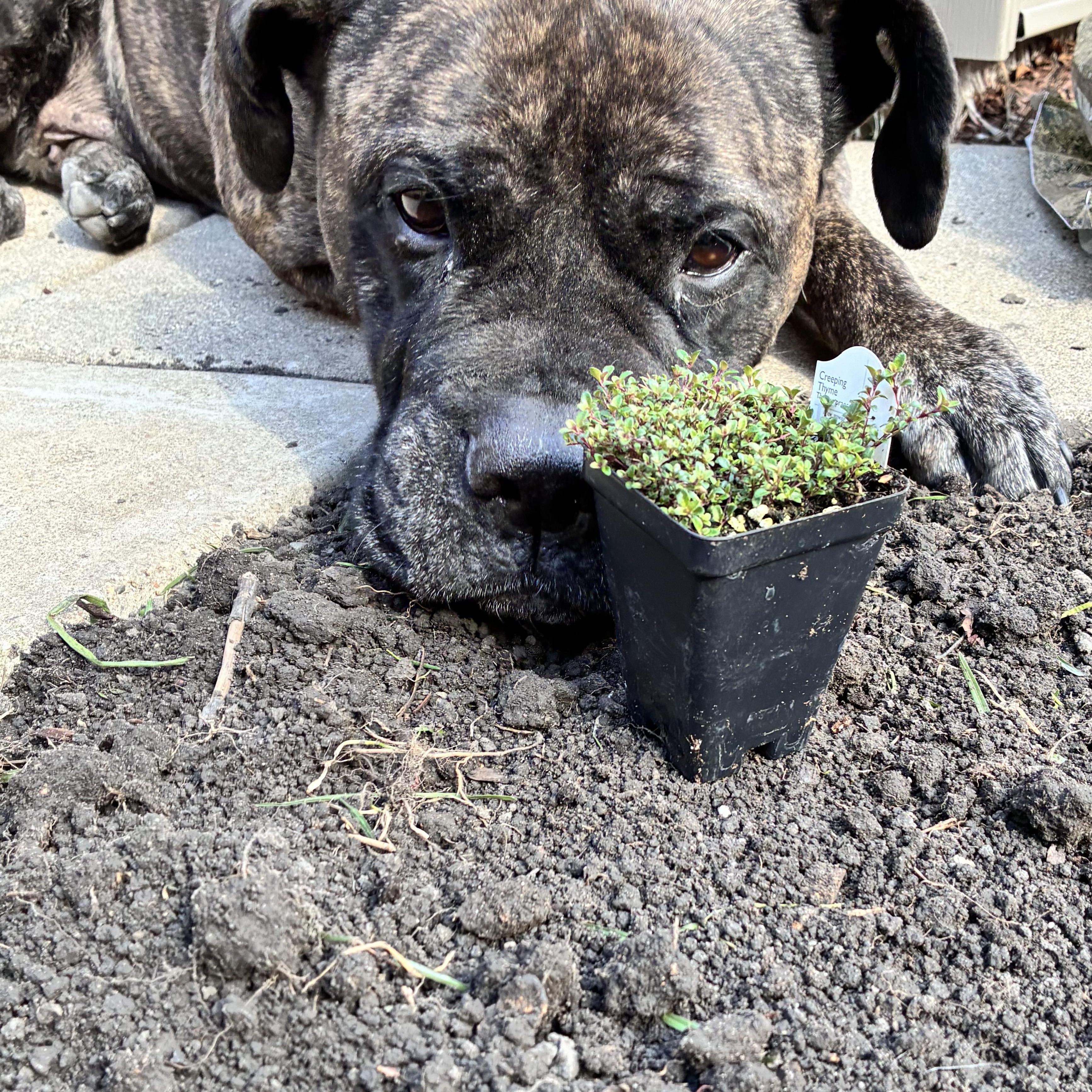 Enlarge Eve, a ADOPTABLE Bullmastiff in Westchester, IL image 2/6