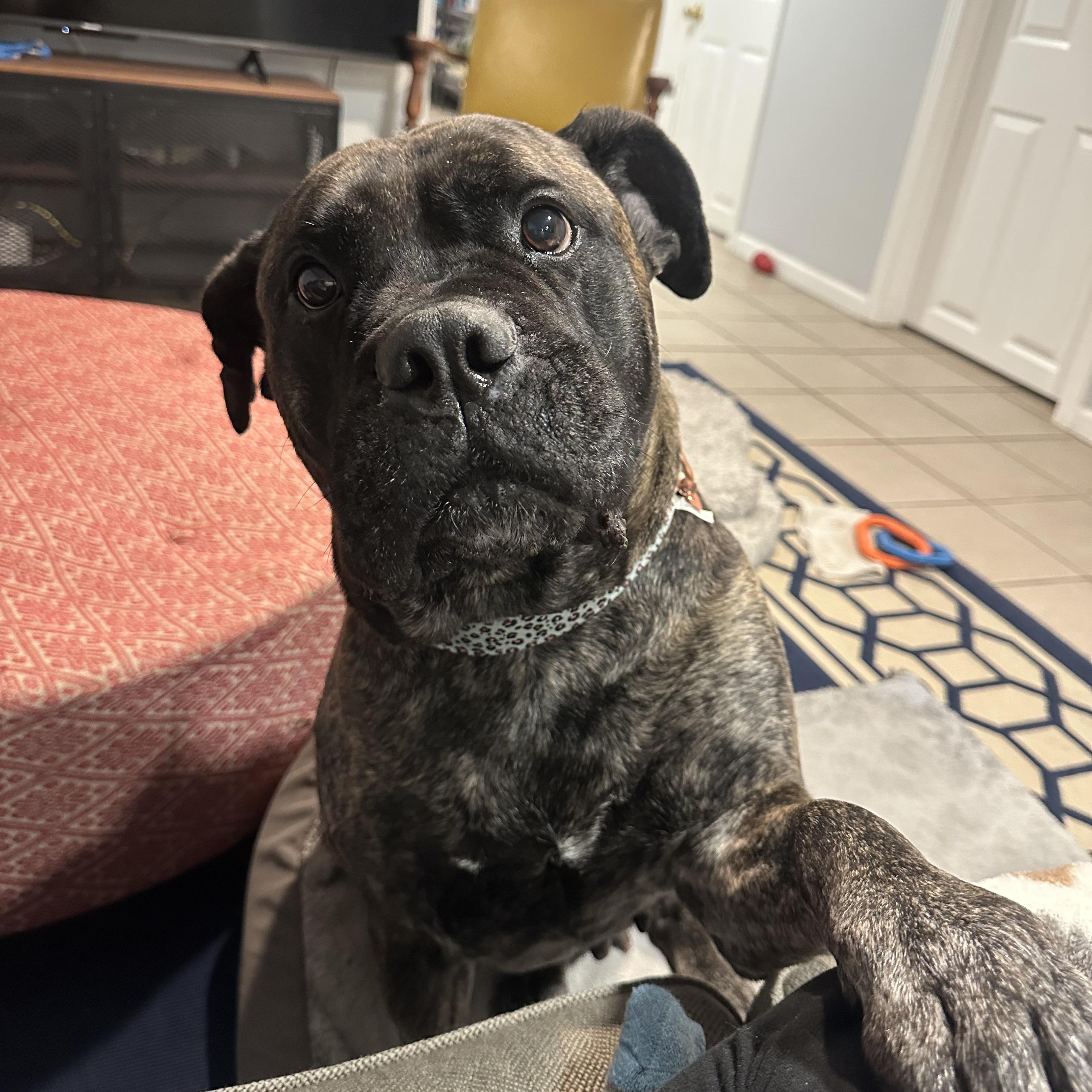 Enlarge Eve, a ADOPTABLE Bullmastiff in Peotone, IL image 2/5