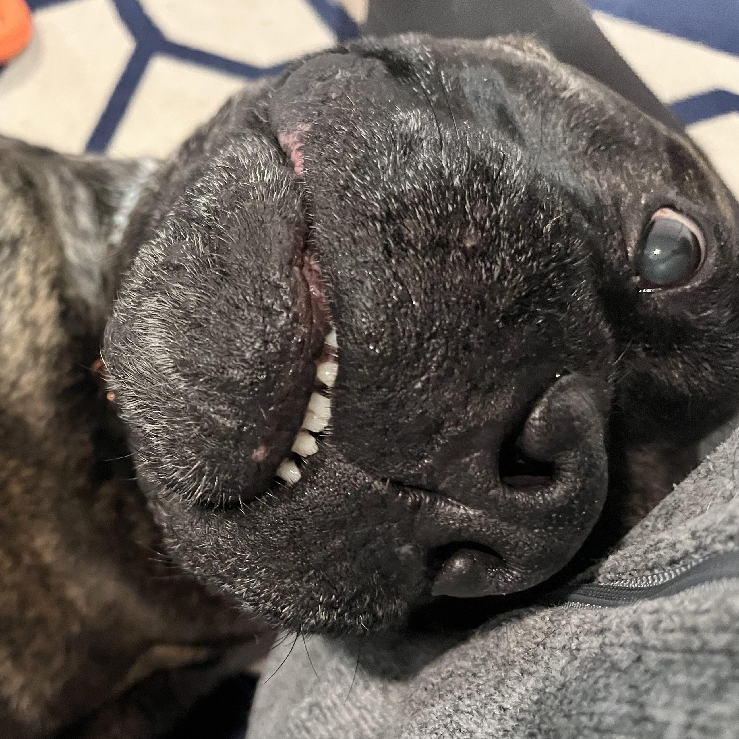 Enlarge Eve, a ADOPTABLE Bullmastiff in Peotone, IL image 4/5