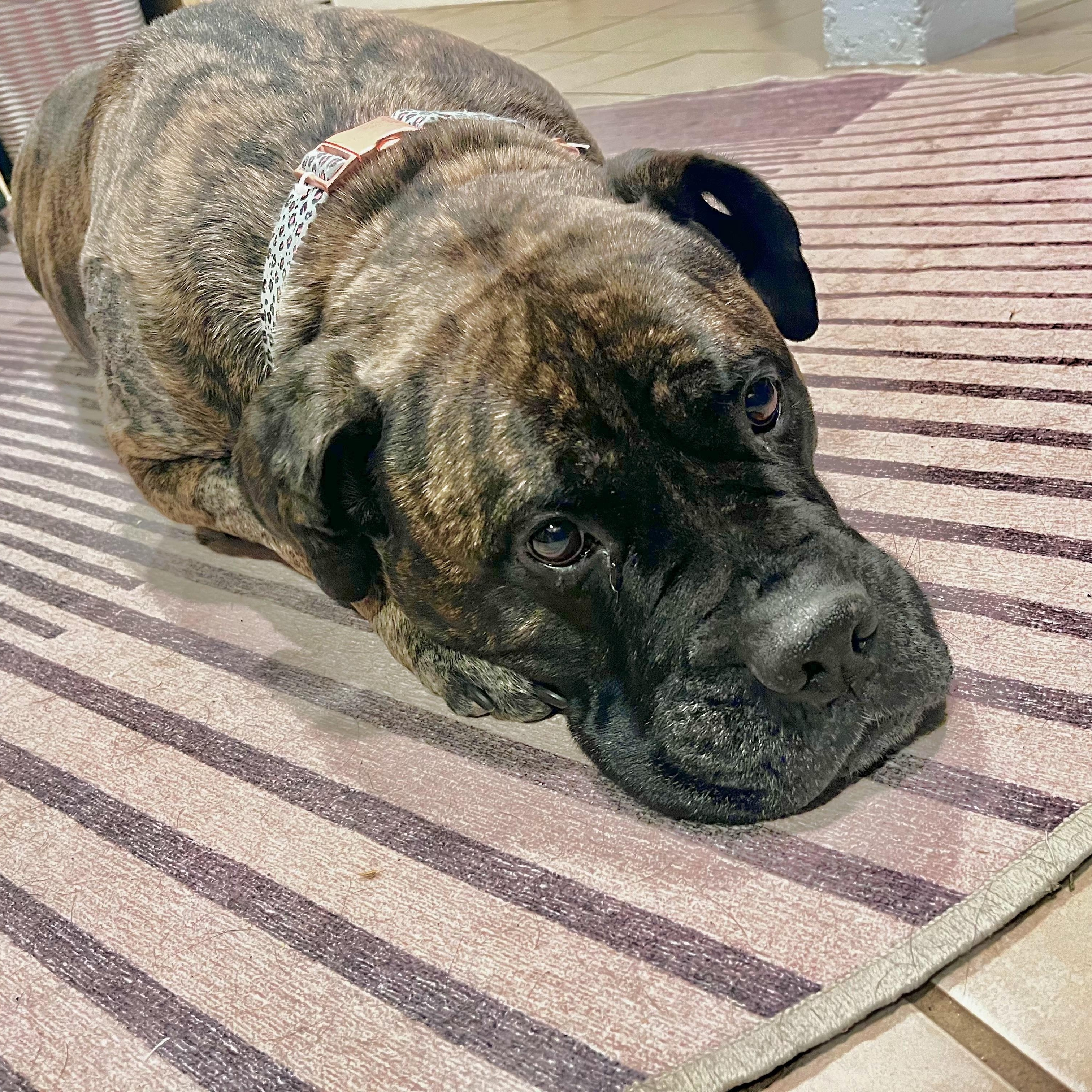 Enlarge Eve, a ADOPTABLE Bullmastiff in Peotone, IL image 5/5