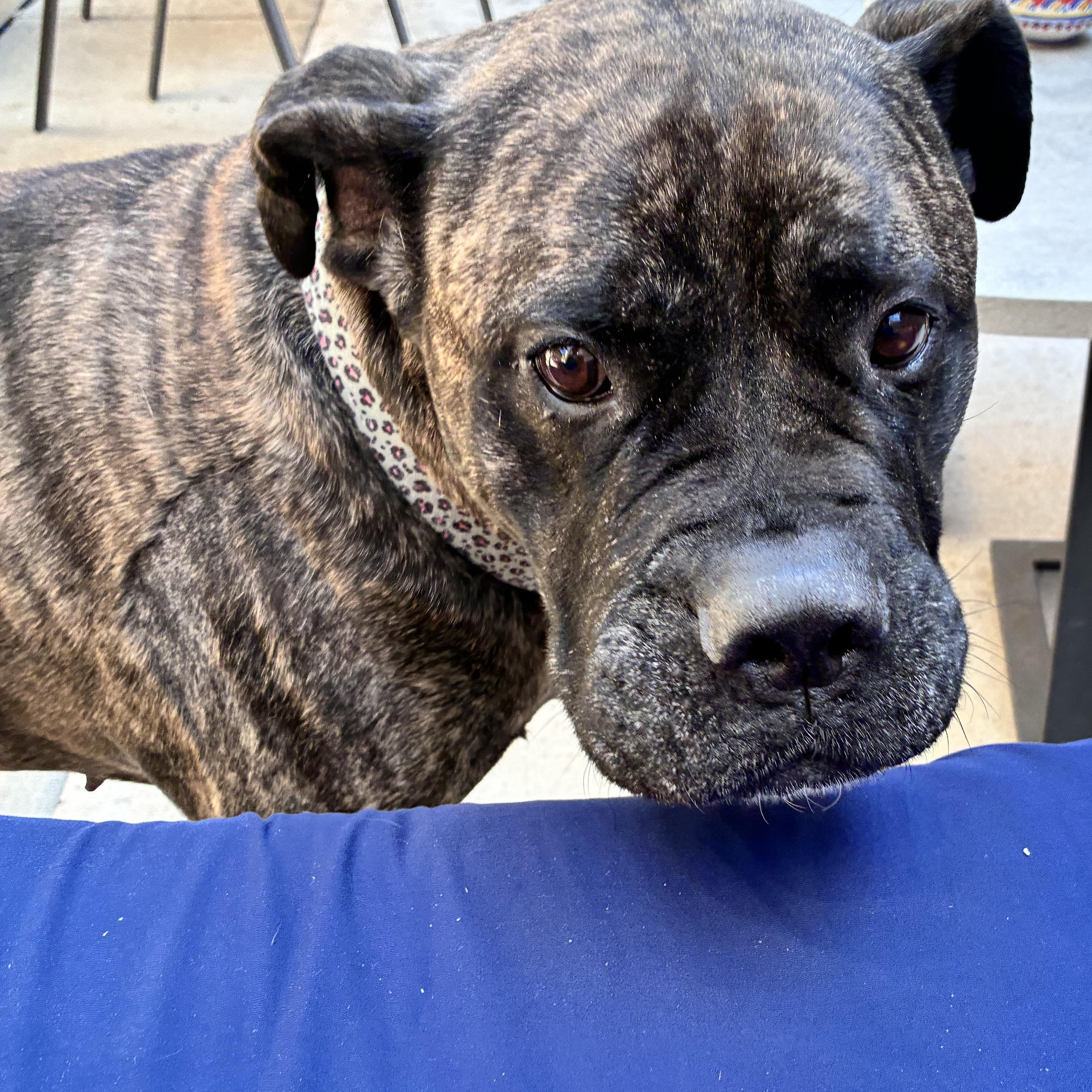 Enlarge Eve, a ADOPTABLE Bullmastiff in Westchester, IL image 6/6