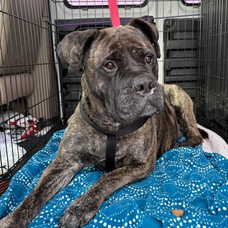 Enlarge Eve, a ADOPTABLE Bullmastiff in Peotone, IL image 3/5