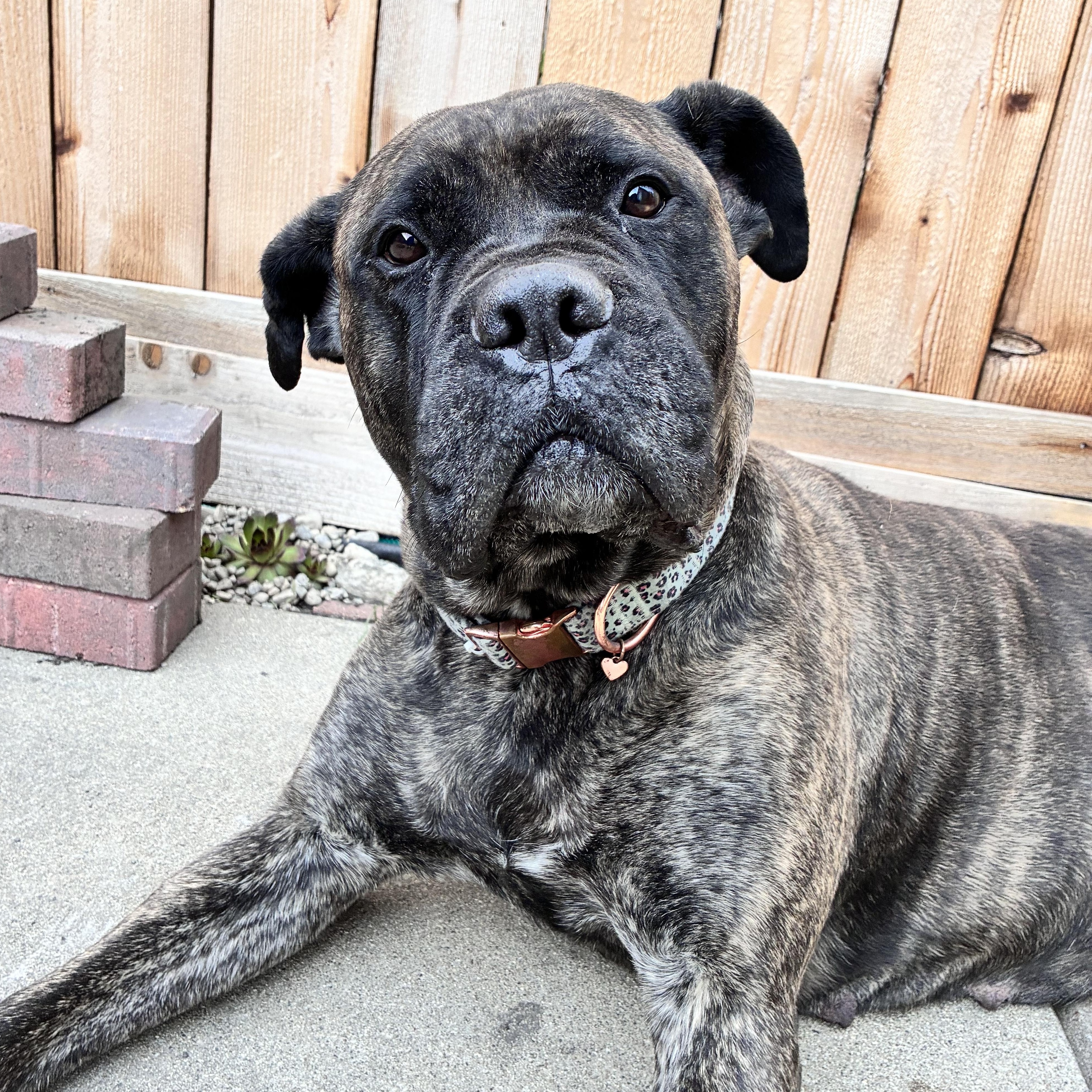 Enlarge Eve, a ADOPTABLE Bullmastiff in Westchester, IL image 1/6