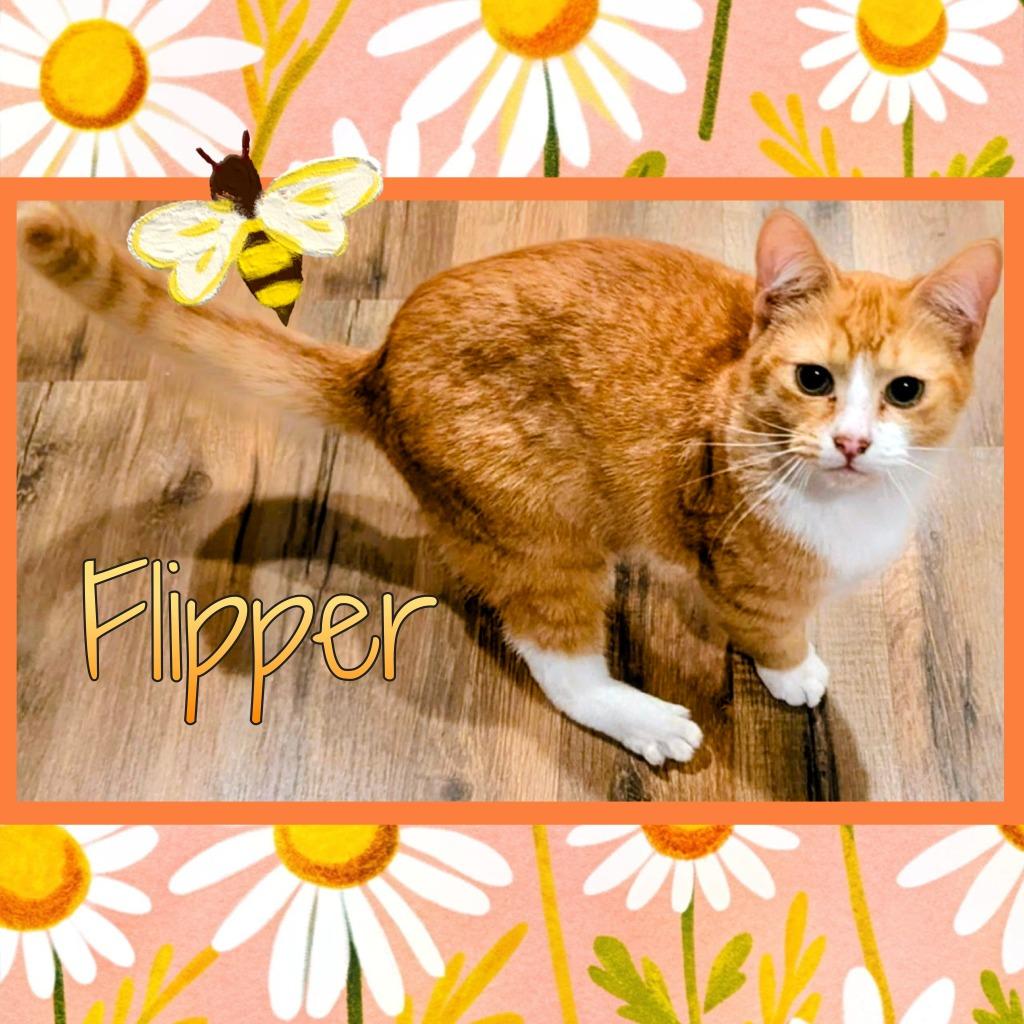 Flipper, Adoptable, Kitten Male Domestic Short Hair.