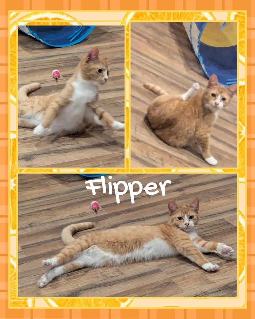 Flipper, Adoptable, Young Male Domestic Short Hair.