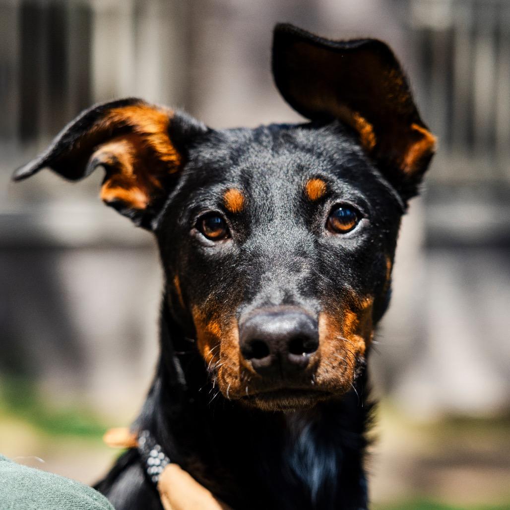 Cheshire, Adoptable, Puppy Female Black Labrador Retriever & Doberman Pinscher.