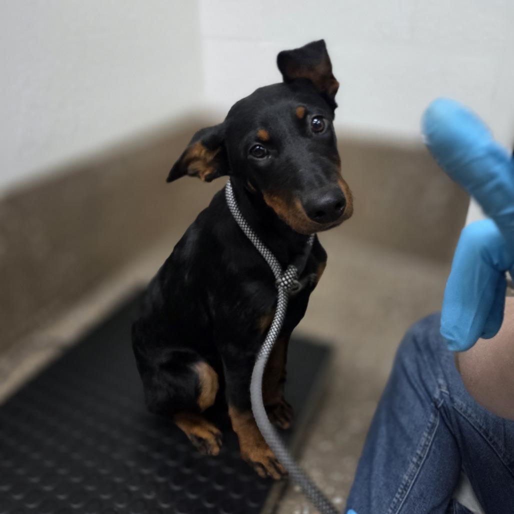 Cheshire, a Adoptable mixed breed in Incline Village, NV image 2/5
