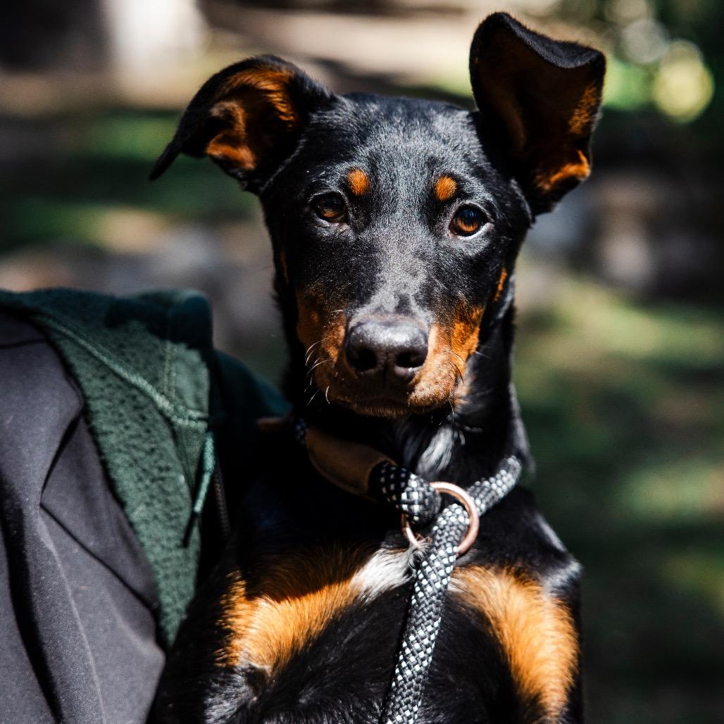 Cheshire, a Adoptable mixed breed in Incline Village, NV image 3/5