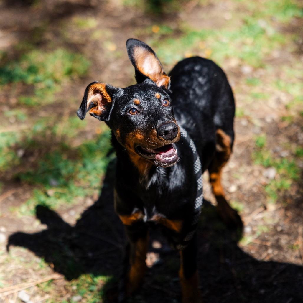 Cheshire, a Adoptable mixed breed in Incline Village, NV image 4/5