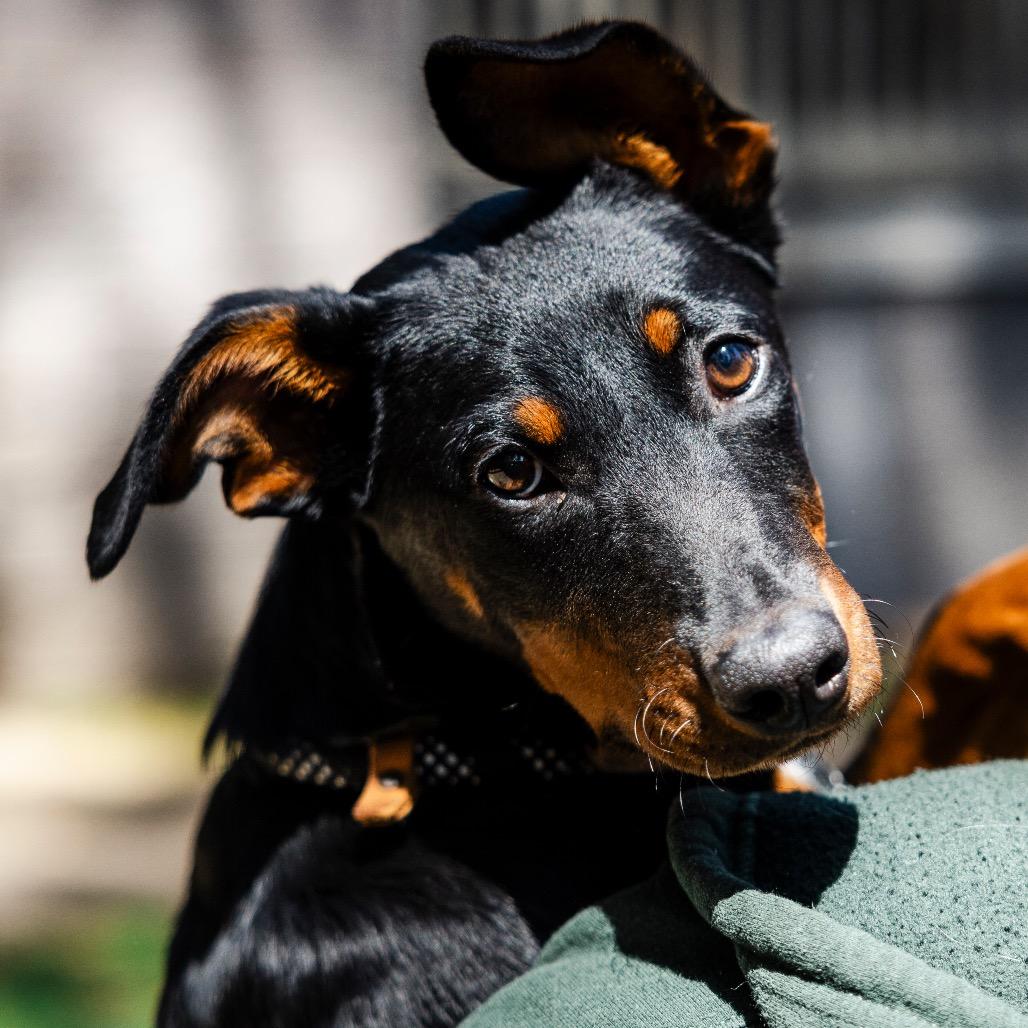 Cheshire, a Adoptable mixed breed in Incline Village, NV image 5/5