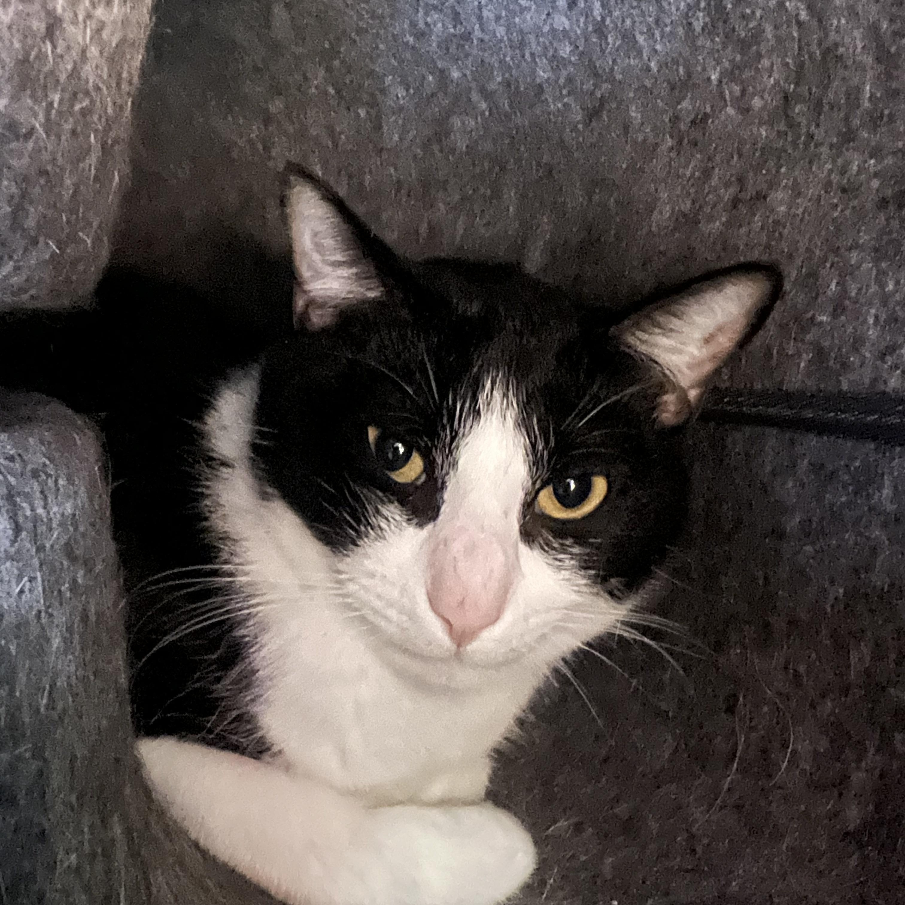 PLEASE EMAIL ADOPTIONSCPCPGMAILCOM IF INTERESTED Toblerone is a curious adve