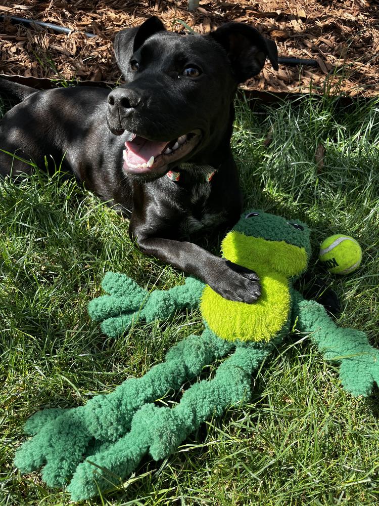 Enlarge Sunny, a ADOPTABLE mixed breed in Commerce City, CO image 2/6