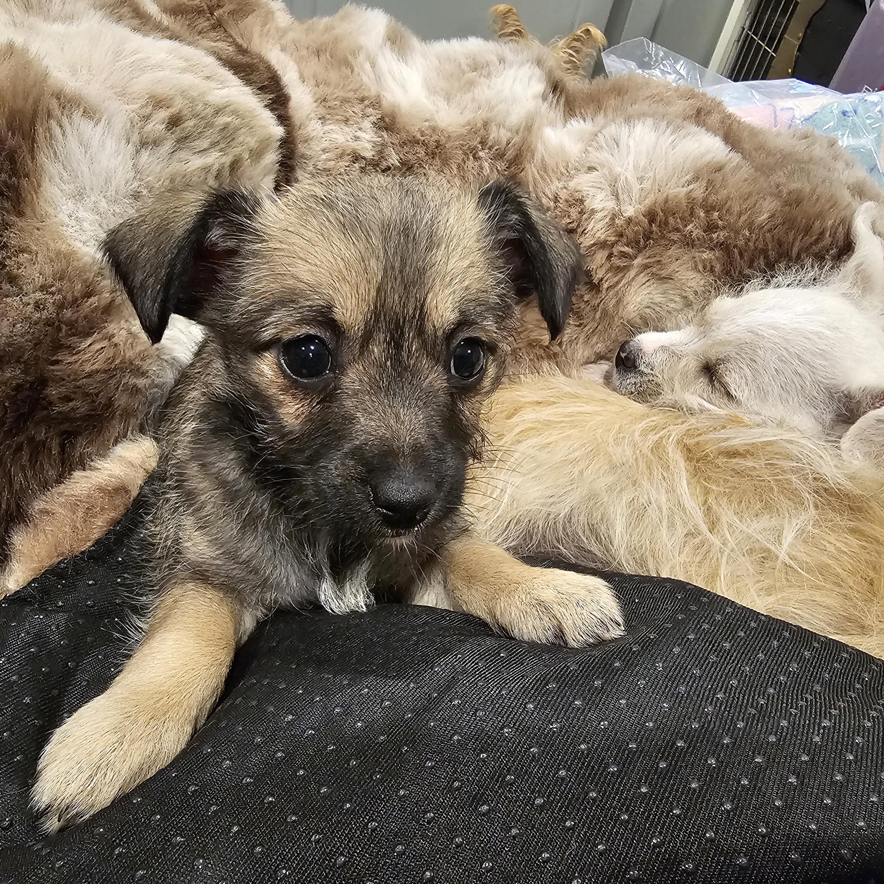 Enlarge Kala, a Adoptable mixed breed in Salinas, CA image 5/6