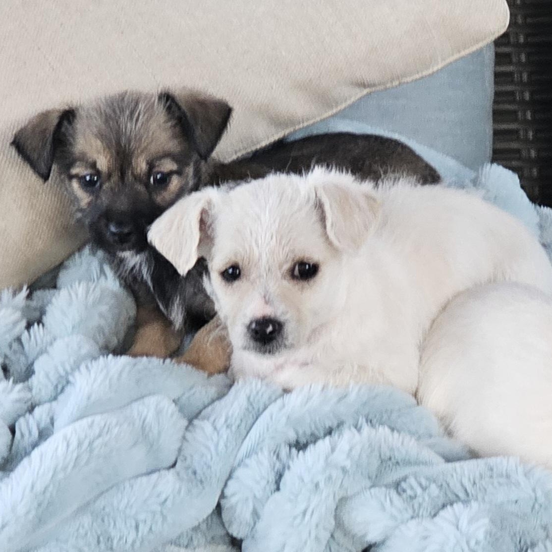 Enlarge Kala, a Adoptable mixed breed in Salinas, CA image 4/6