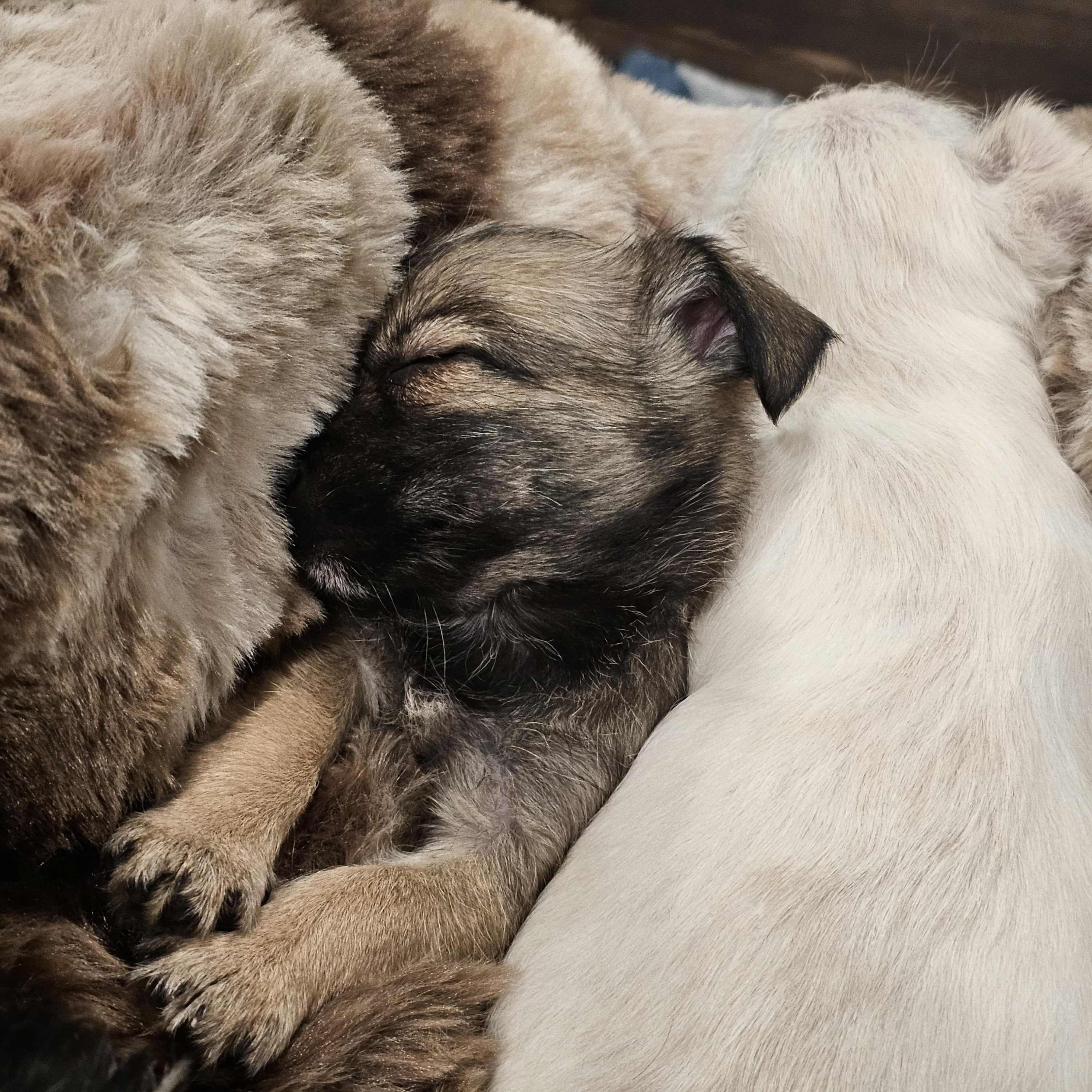 Enlarge Kala, a Adoptable mixed breed in Salinas, CA image 6/6