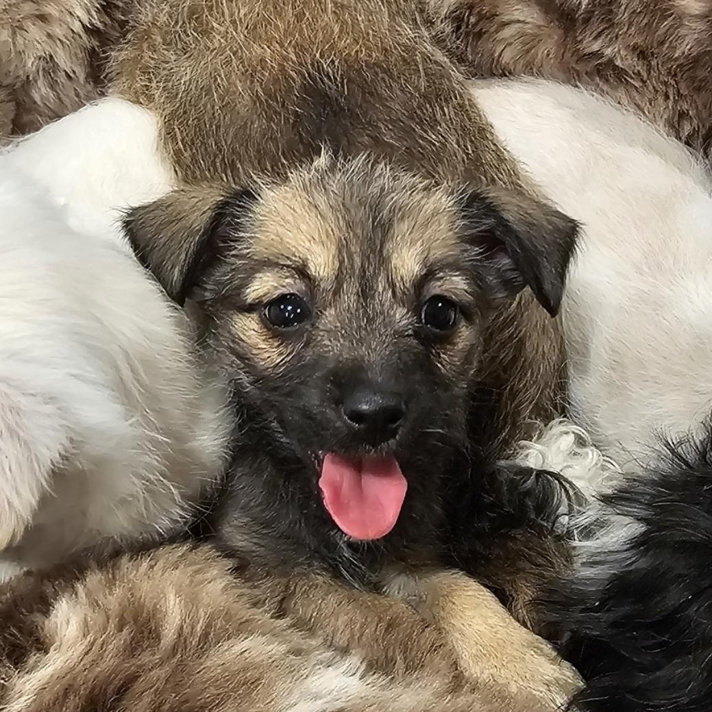 Enlarge Kala, a Adoptable mixed breed in Salinas, CA image 1/6