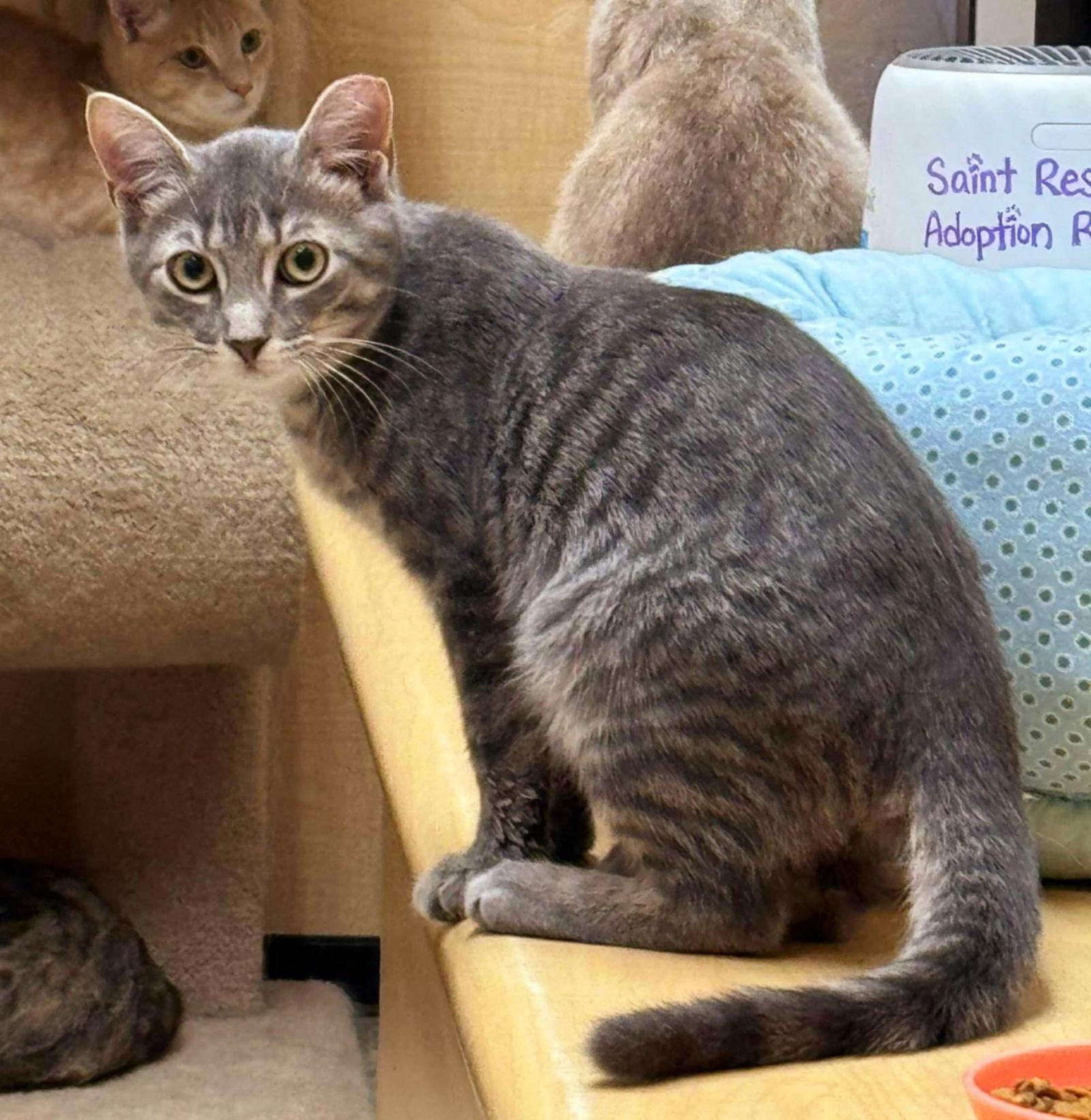 Enlarge Cinder, an adopted mixed breed in Keswick, ON image 2/3