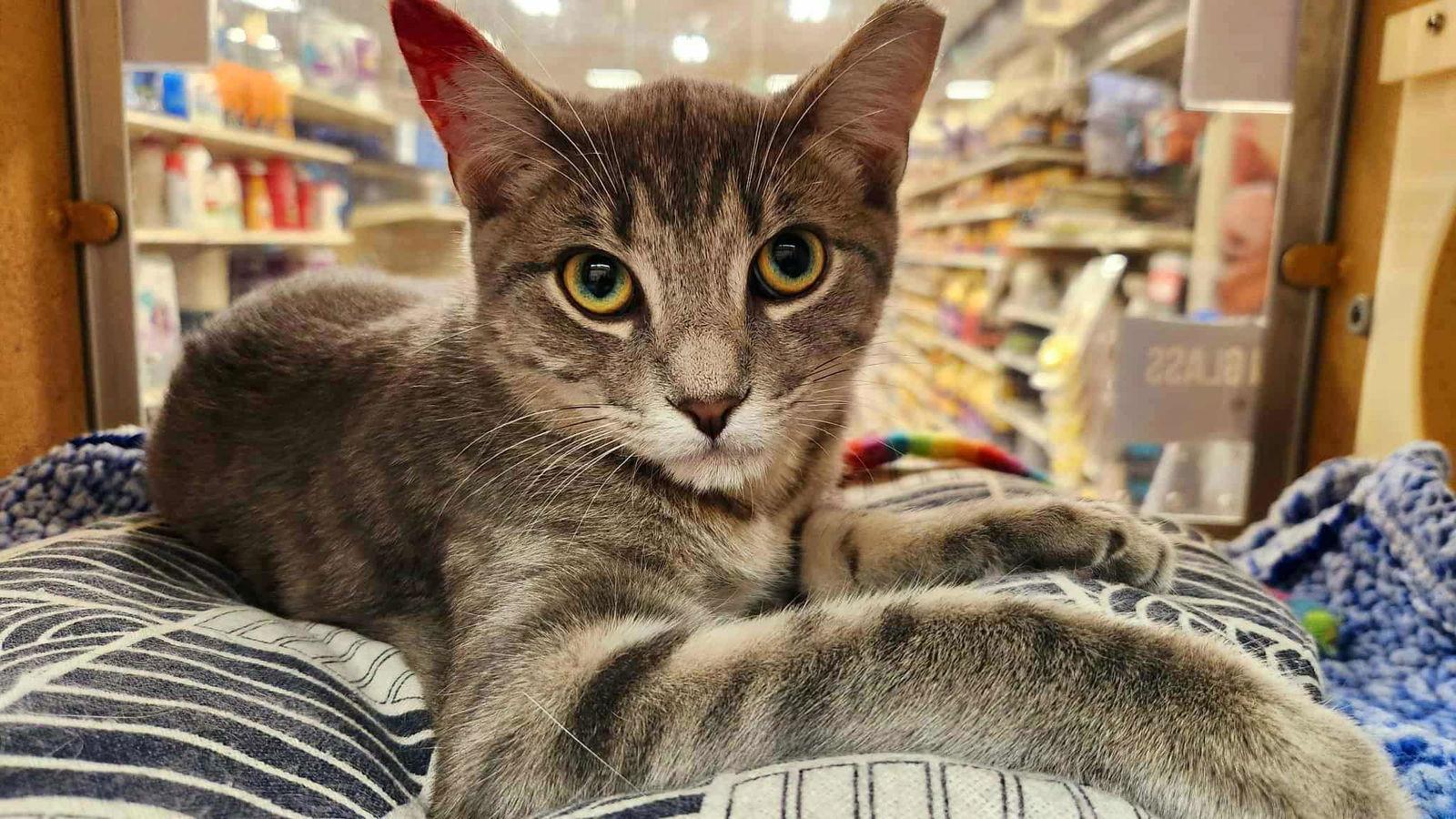 Enlarge Cinder, an adopted mixed breed in Keswick, ON image 3/3