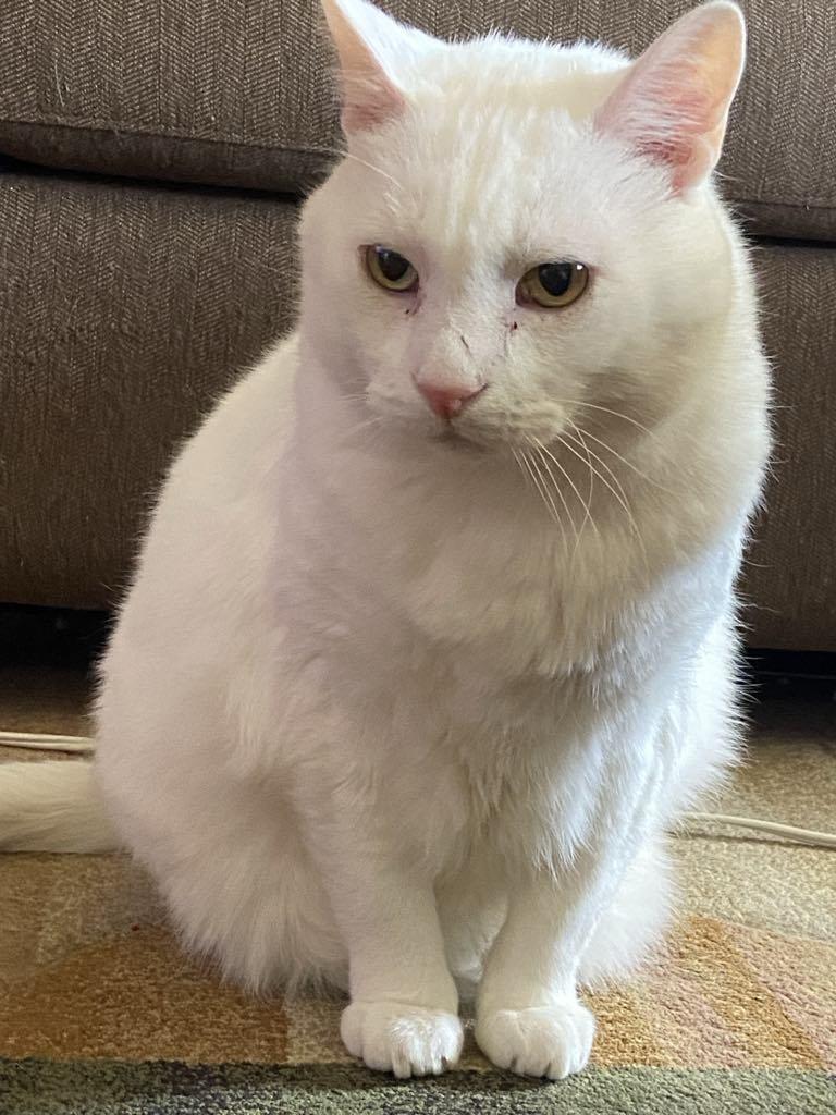 Baloo, a Adoptable mixed breed in Winnipeg, MB image 1/3