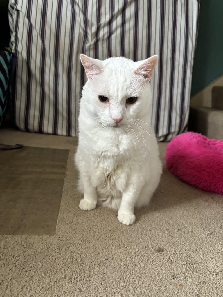 Baloo, an adoptable Domestic Short Hair in Winnipeg, MB, R2W 2B3 | Photo Image 2