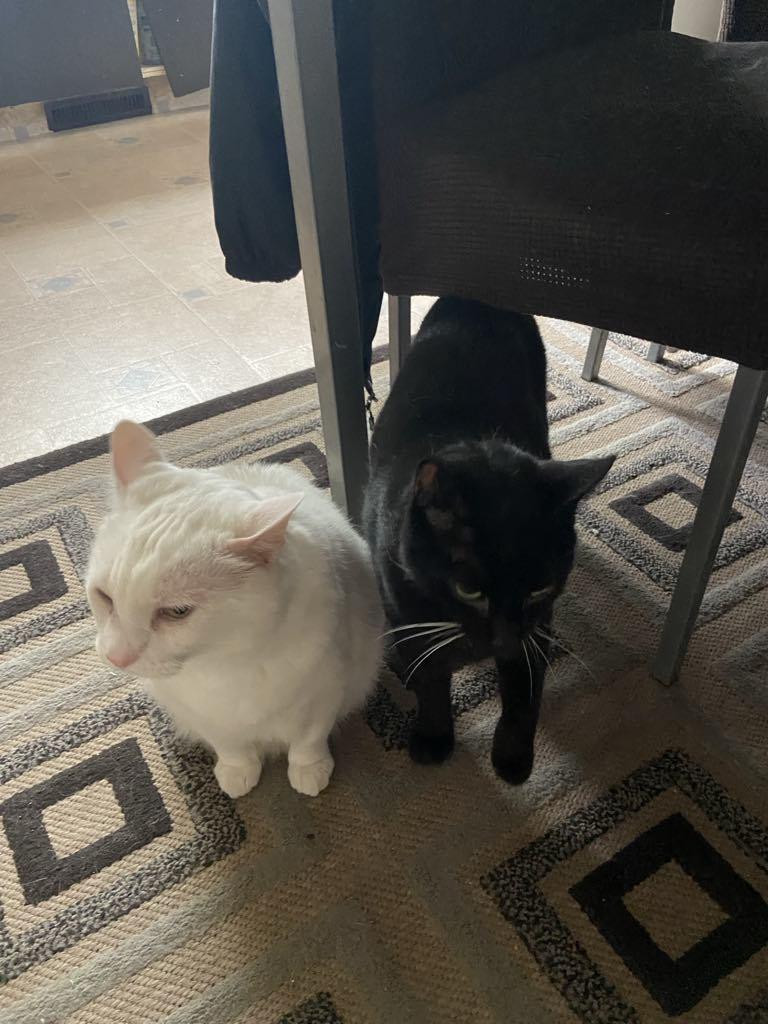 Baloo, a Adoptable mixed breed in Winnipeg, MB image 3/3