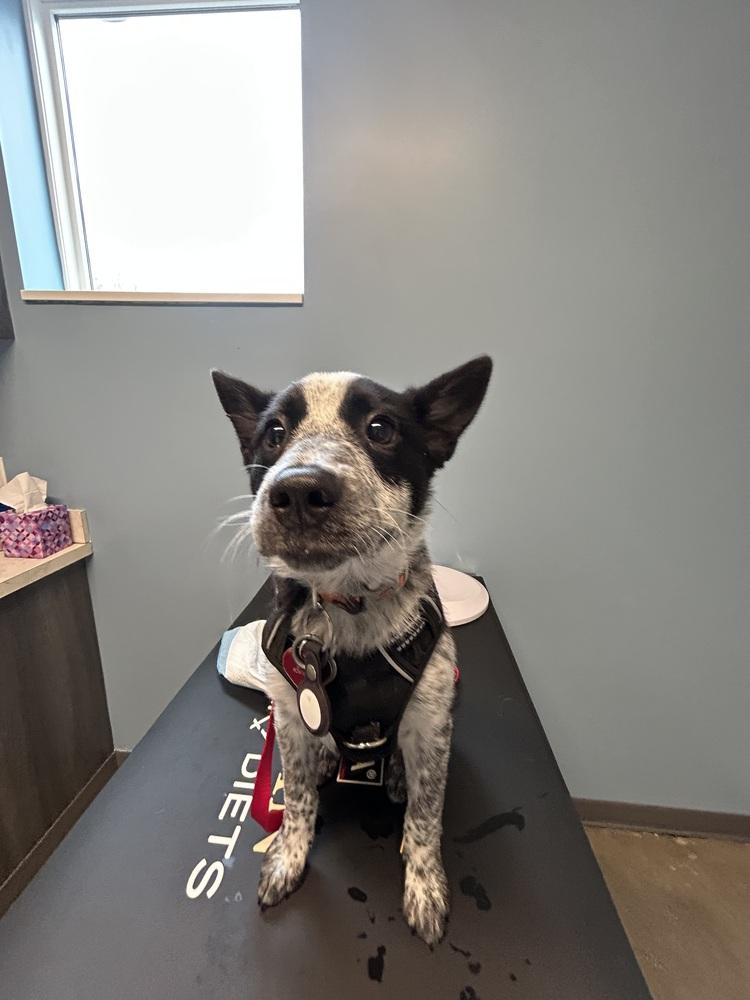 Maude, Adoptable, Puppy Female Australian Cattle Dog / Blue Heeler.